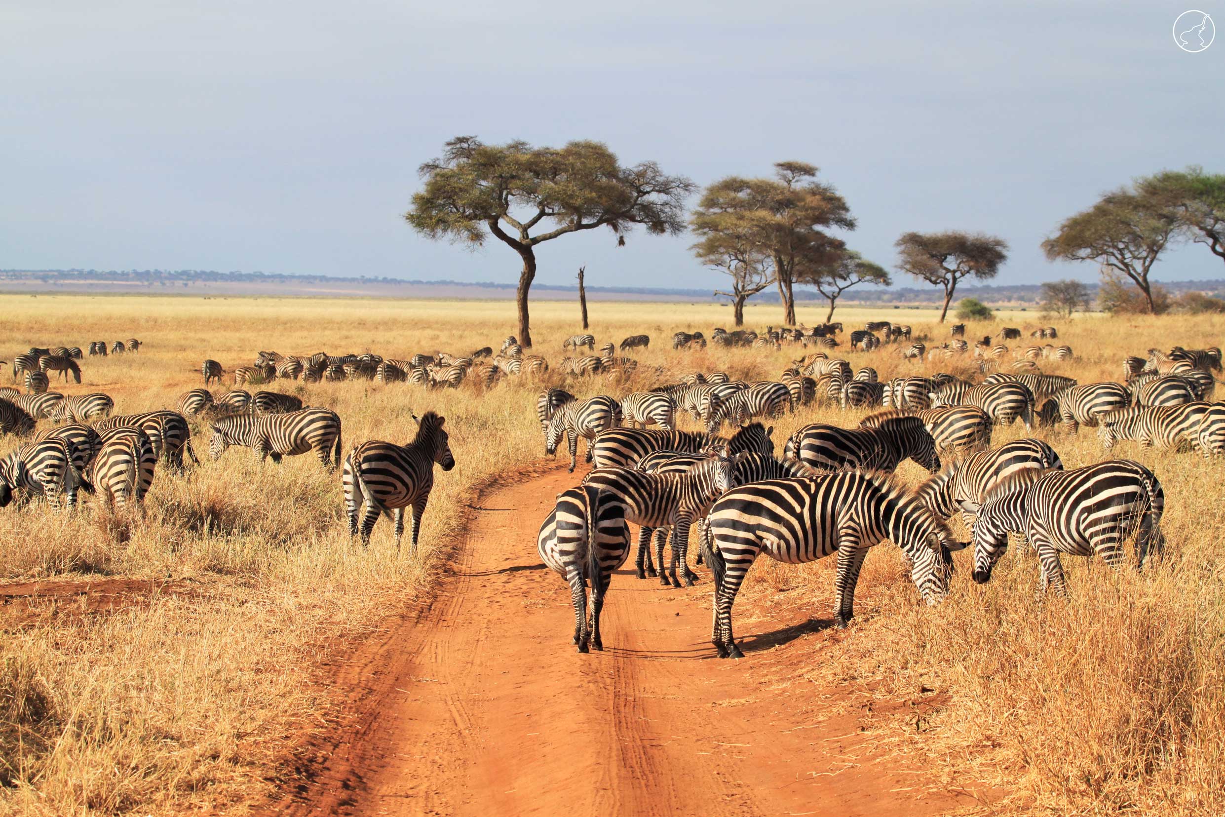 A jeep viewing wildlife on an open savannah in Africa